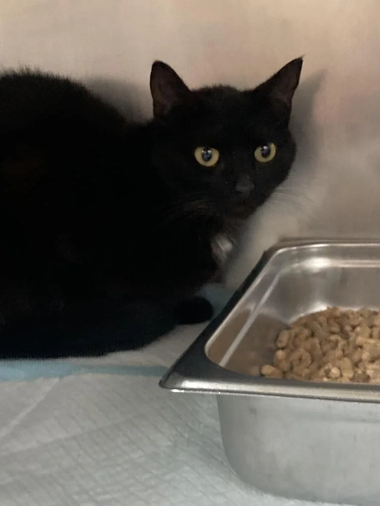 Atlas