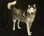 A senior large-sized male Husky dog named Gator for adoption in Cashiers, NC