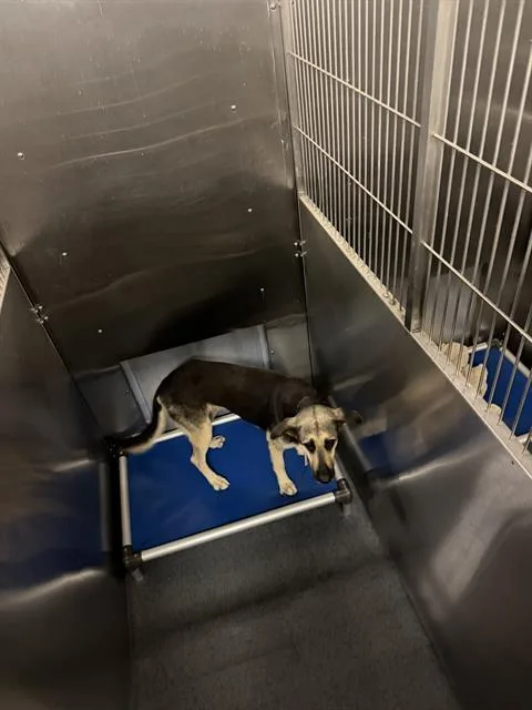 An adult large-sized female Mixed Breed dog named Kierra for adoption in Dallas, TX