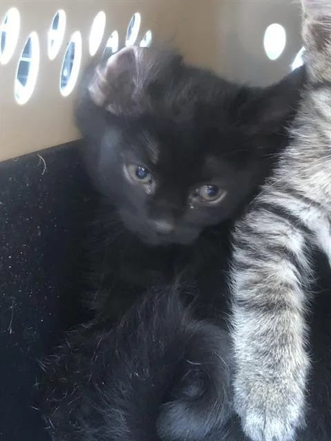 A baby medium-sized female Domestic Short Hair cat named Annifrid for adoption in Dallas, TX
