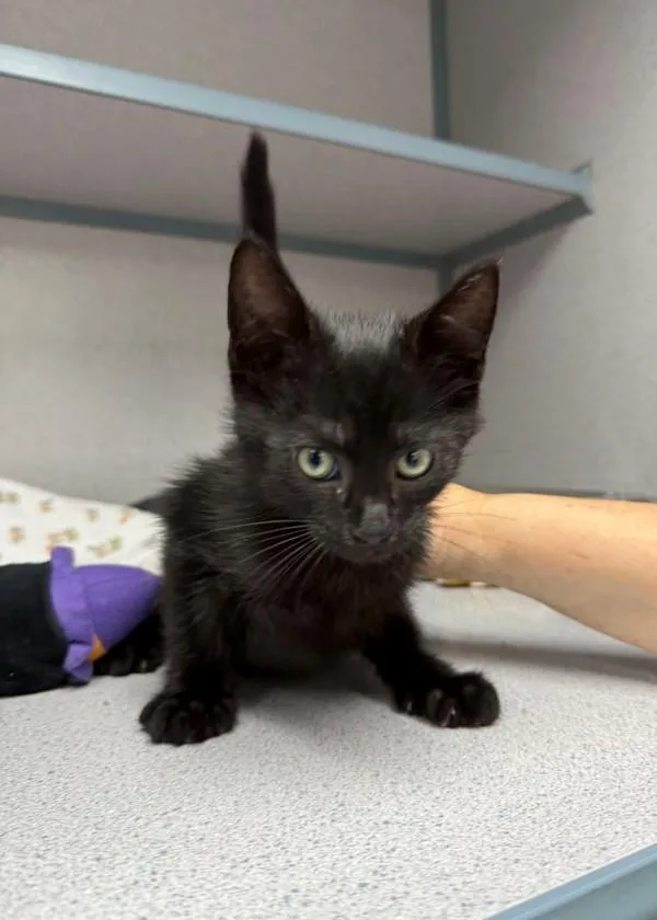 A baby small-sized male Domestic Short Hair cat named Cyclops for adoption in Skillman, NJ