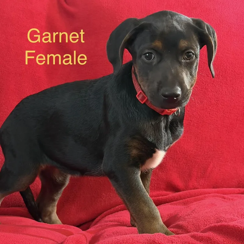 A baby large-sized female German Shepherd Dog dog named Garnet for adoption in Davisburg, MI