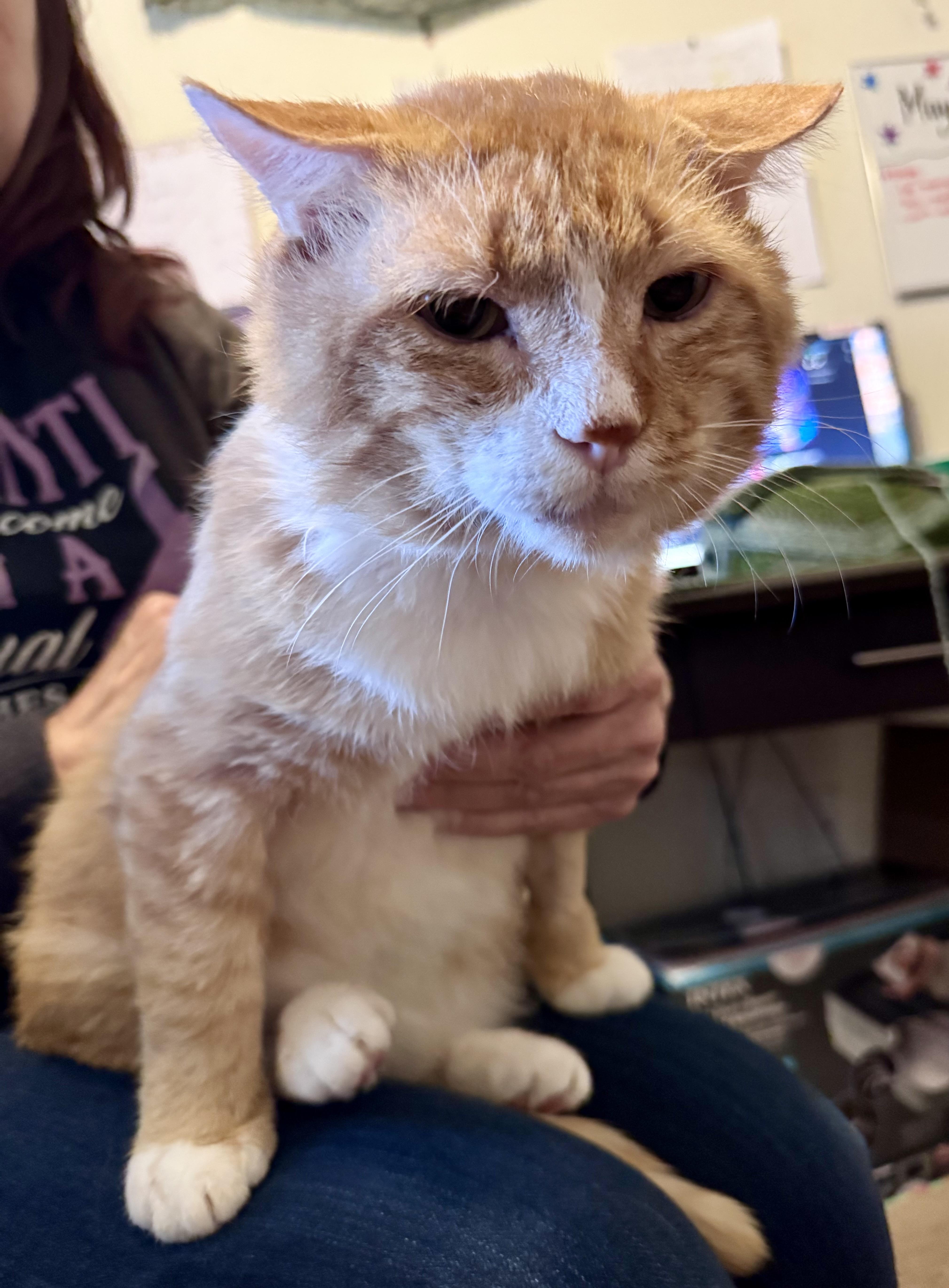 A senior medium-sized male Domestic Short Hair cat named Clyde for adoption in Tallahassee, FL