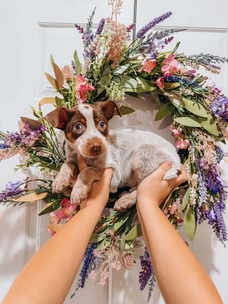 A baby medium-sized male Australian Cattle Dog / Blue Heeler dog named Hagrid for adoption in Goodyear, AZ
