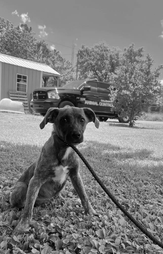 A baby medium-sized female Mixed Breed dog named Winnie for adoption in Murray, KY
