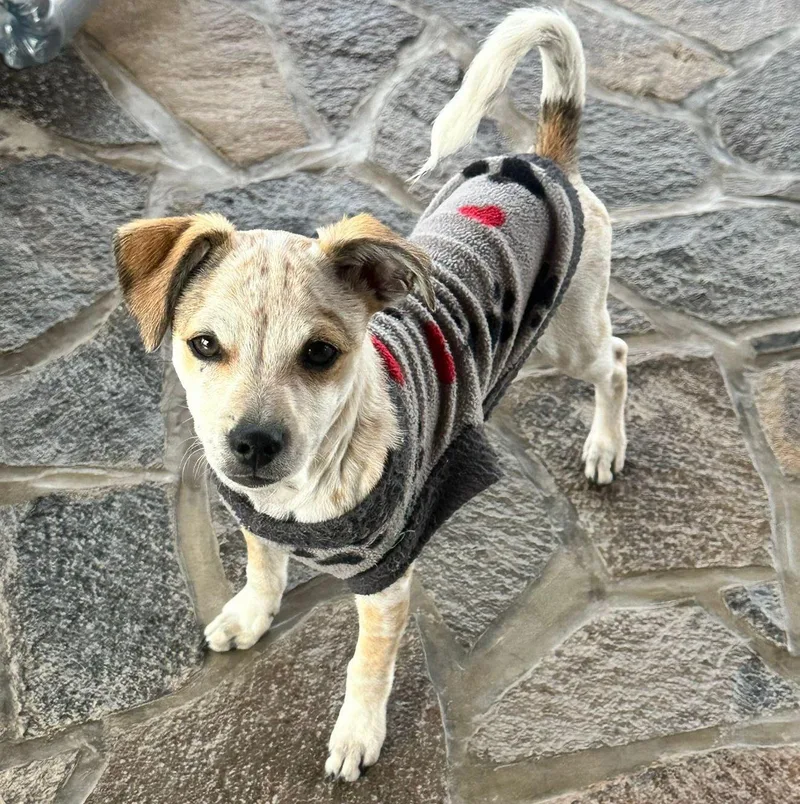 Peppermint thumbnail 3