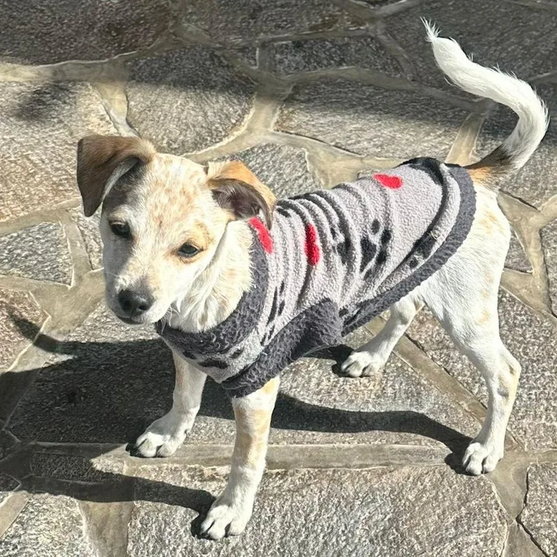 Peppermint thumbnail 4