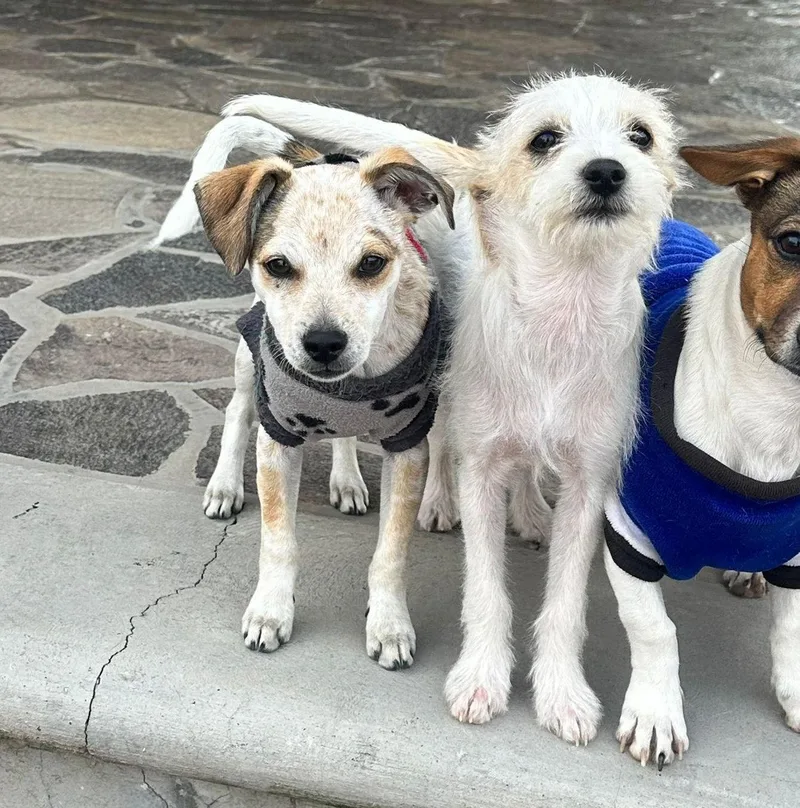 Peppermint thumbnail 5