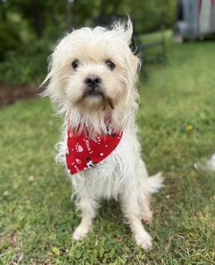 An adult small-sized male Shih Tzu dog named Vax for adoption in Midland, VA