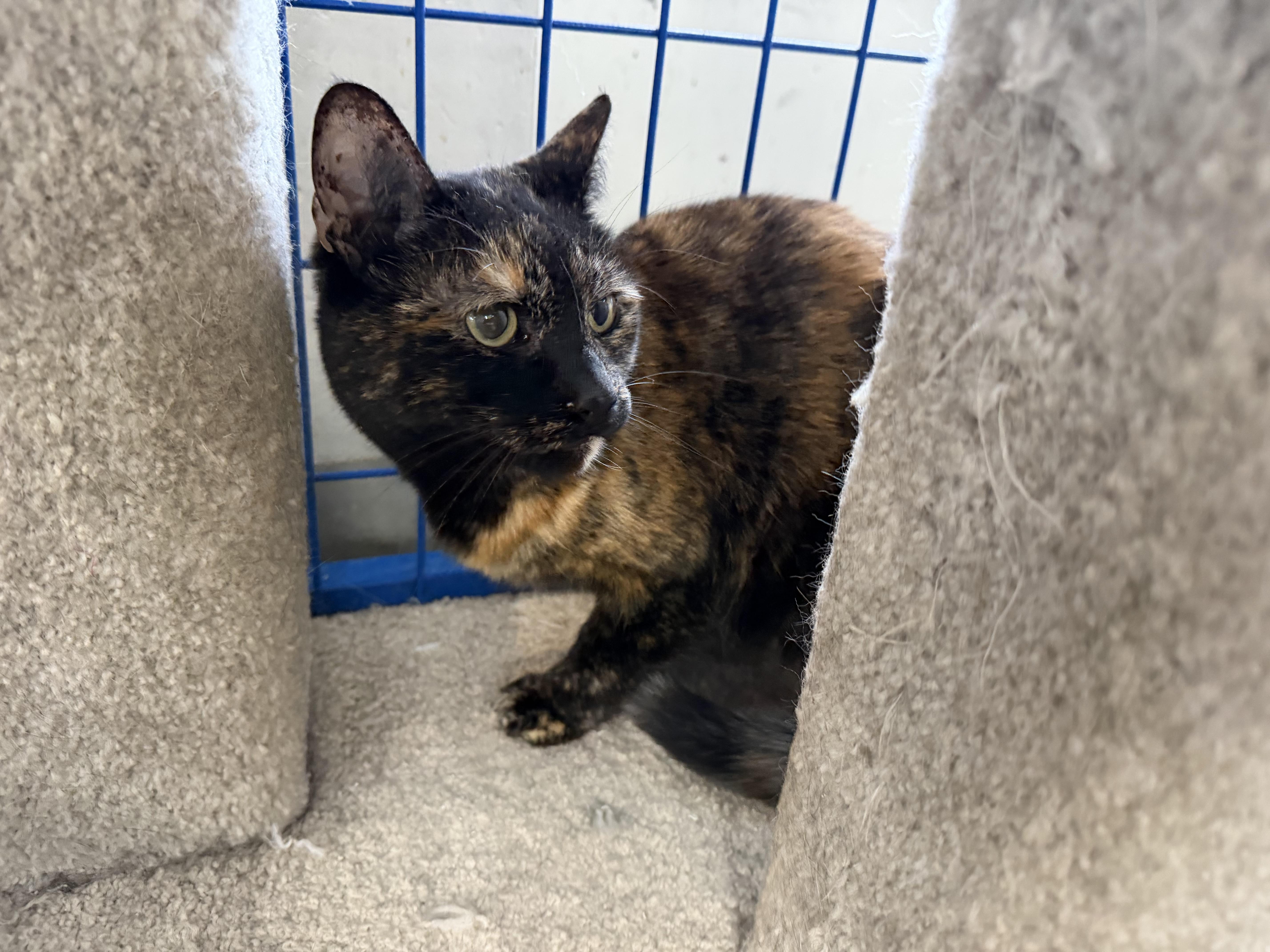 An adult medium-sized female Tortoiseshell cat named Chrissy for adoption in fennville, MI