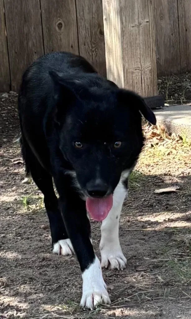 A young medium-sized male Border Collie dog named Falcon for adoption in Great Bend, KS