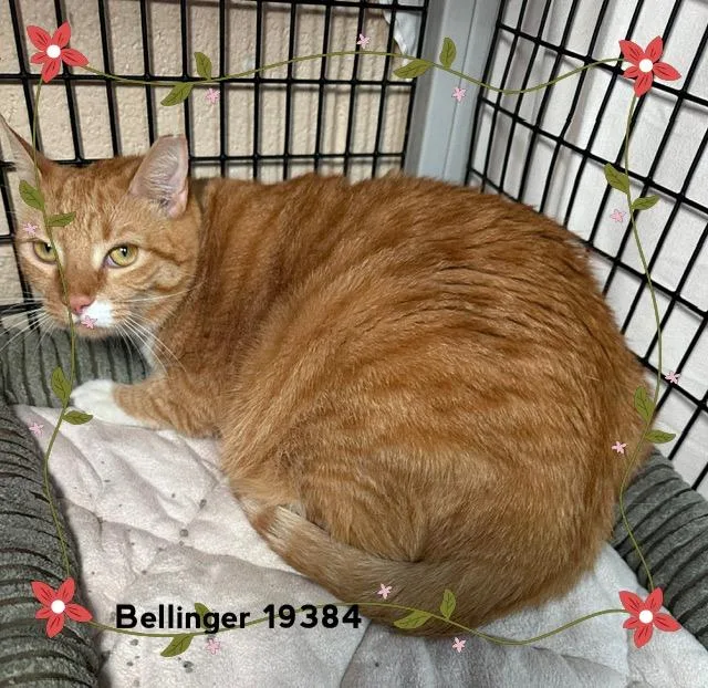An adult large-sized female Tabby (Orange / Red) Domestic Short Hair cat named Bellinger for adoption in Marietta, GA
