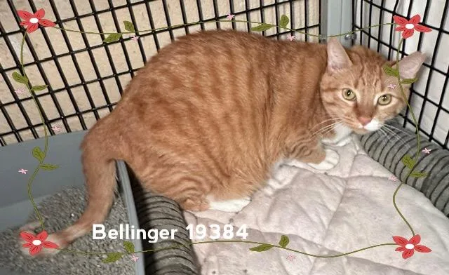 Bellinger thumbnail 3
