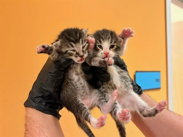 A baby small-sized female Domestic Short Hair cat named Hilo for adoption in Tustin, CA