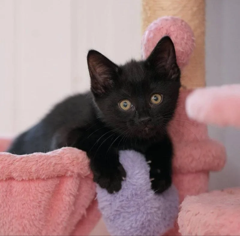 A young medium-sized female Black Bombay cat named Miney for adoption in Knoxville, TN