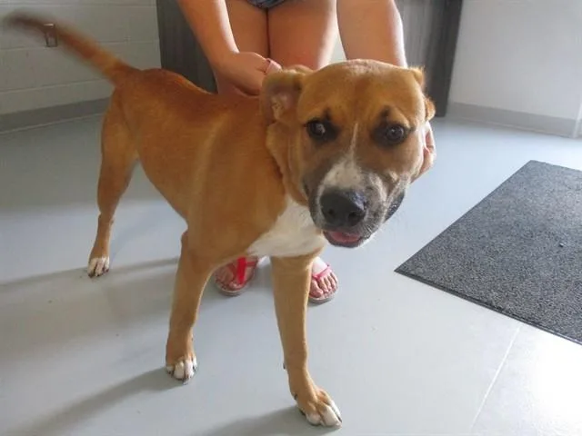 A young medium-sized male American Staffordshire Terrier dog named Lennex for adoption in Ocala, FL