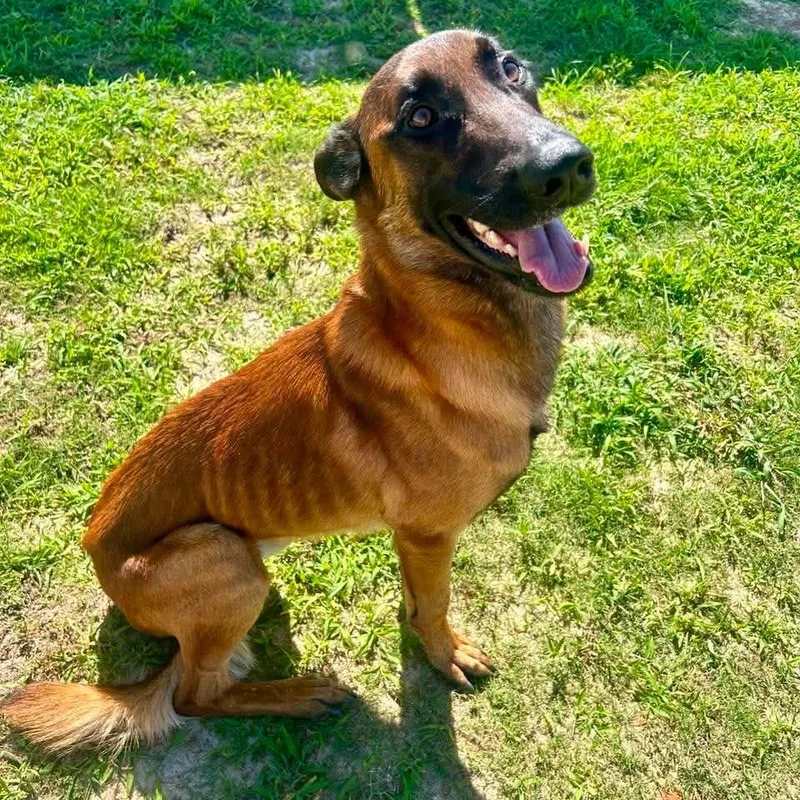 A baby small-sized male Brown / Chocolate Belgian Shepherd / Malinois dog named Rooster LP for adoption in Enterprise, AL