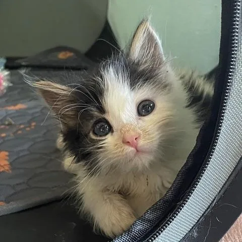 A baby small-sized female White Domestic Long Hair cat named Daisy for adoption in Portland, OR