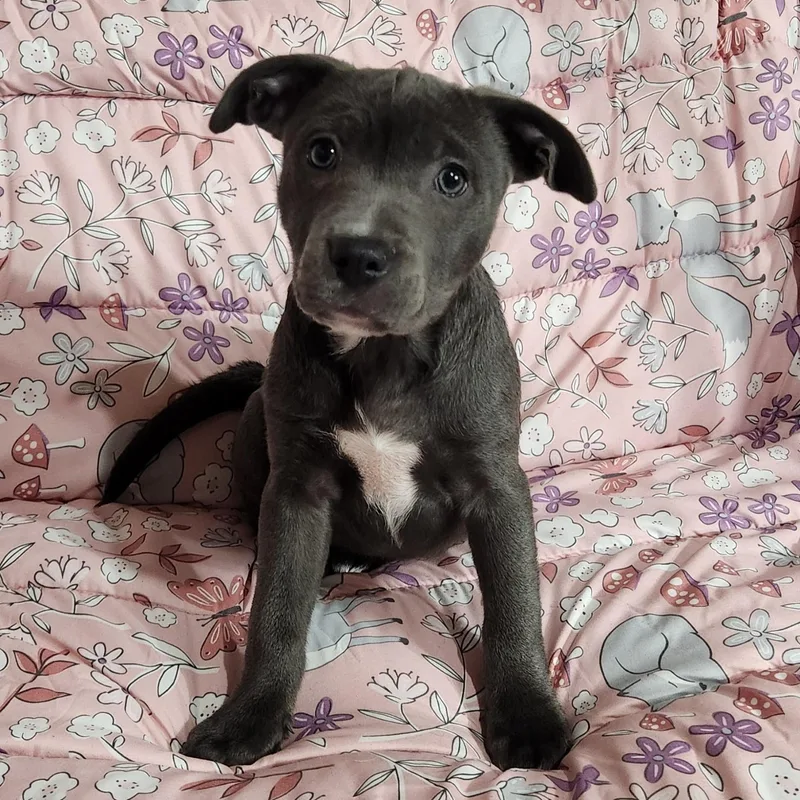 A baby medium-sized female Gray / Blue / Silver Pit Bull Terrier dog named Aster for adoption in Freeland, MI