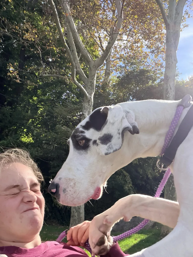An adult large-sized female Black Great Dane dog named Domino for adoption in Stamford, CT