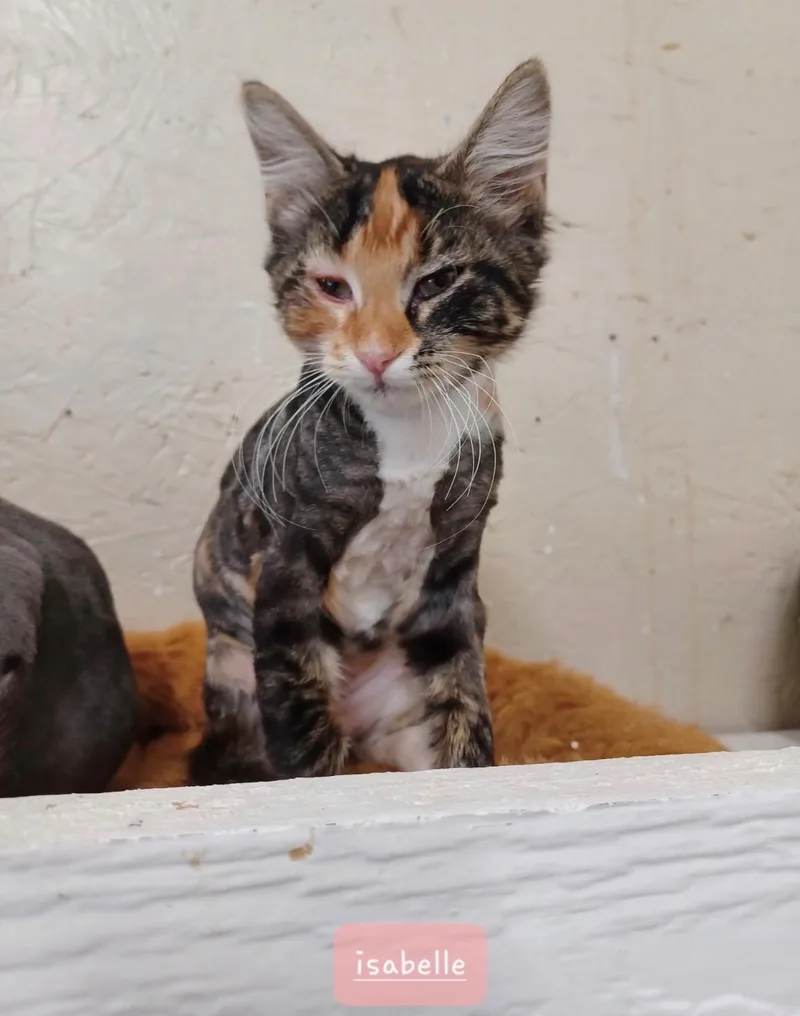A baby medium-sized female Calico cat named Isabelle for adoption in Walworth, WI