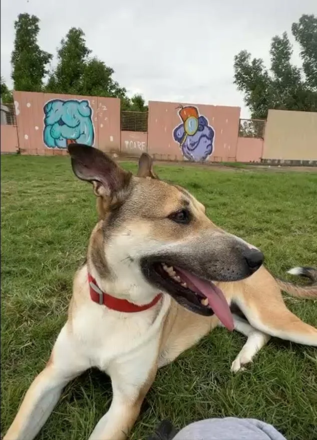 Shiloh thumbnail 2