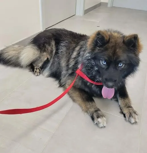A young medium-sized female Pomeranian dog named Mishka for adoption in North Syracuse, NY