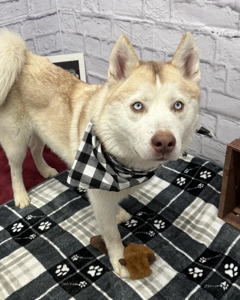 An adult medium-sized male White / Cream Husky dog named Blingo for adoption in Midland, MI