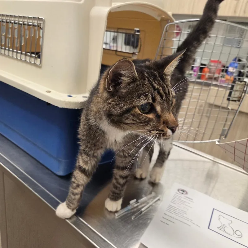 A senior medium-sized male Brown / Chocolate Domestic Short Hair cat named Sgt. Tibbs for adoption in Chattanooga, TN