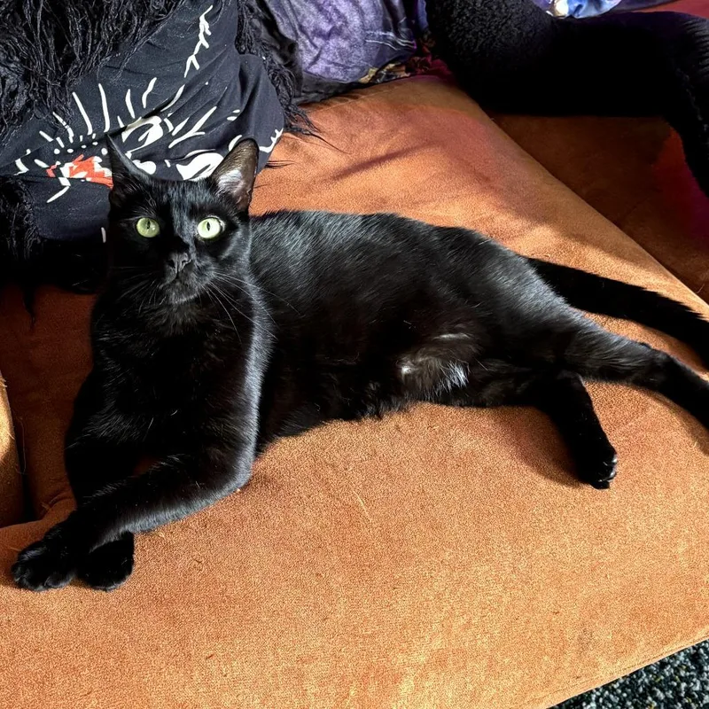 An adult small-sized male Black Domestic Short Hair cat named Cujo for adoption in Long Beach, CA
