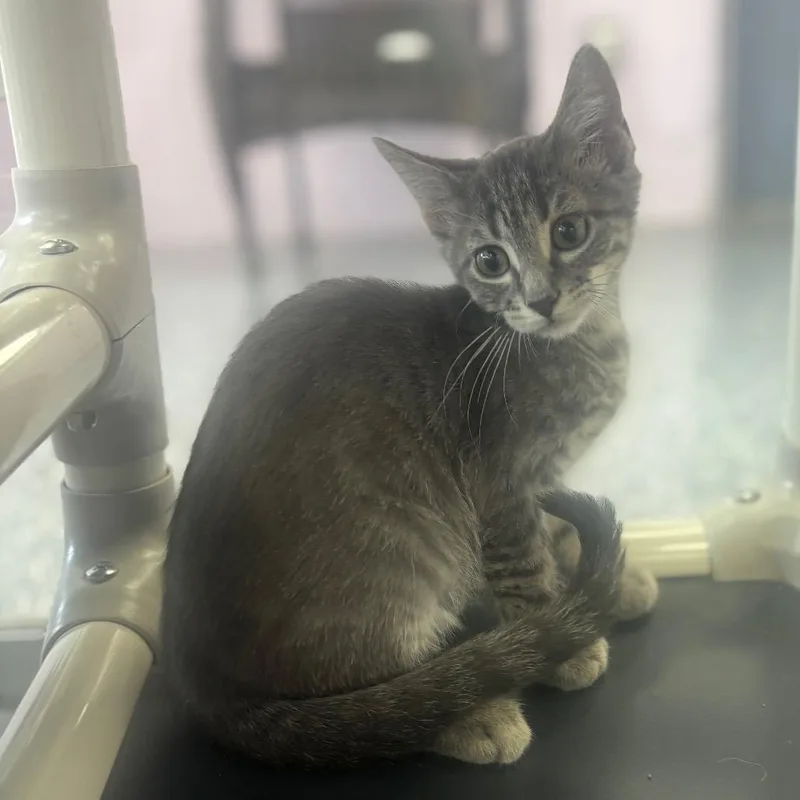 A baby small-sized male Gray / Blue / Silver Domestic Short Hair cat named Ajay for adoption in Marshalltown, IA