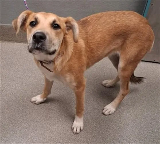 A young small-sized female German Shepherd Dog dog named Lotus for adoption in Las Vegas, NV