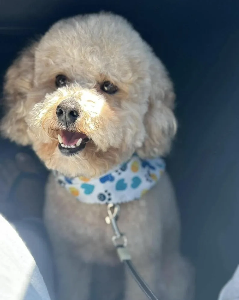 A young small-sized female White / Cream Goldendoodle dog named Cookie for adoption in Vancouver, WA