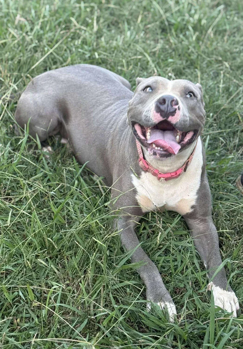 An adult medium-sized female Pit Bull Terrier dog named Catalina Breeze for adoption in Germantown, OH