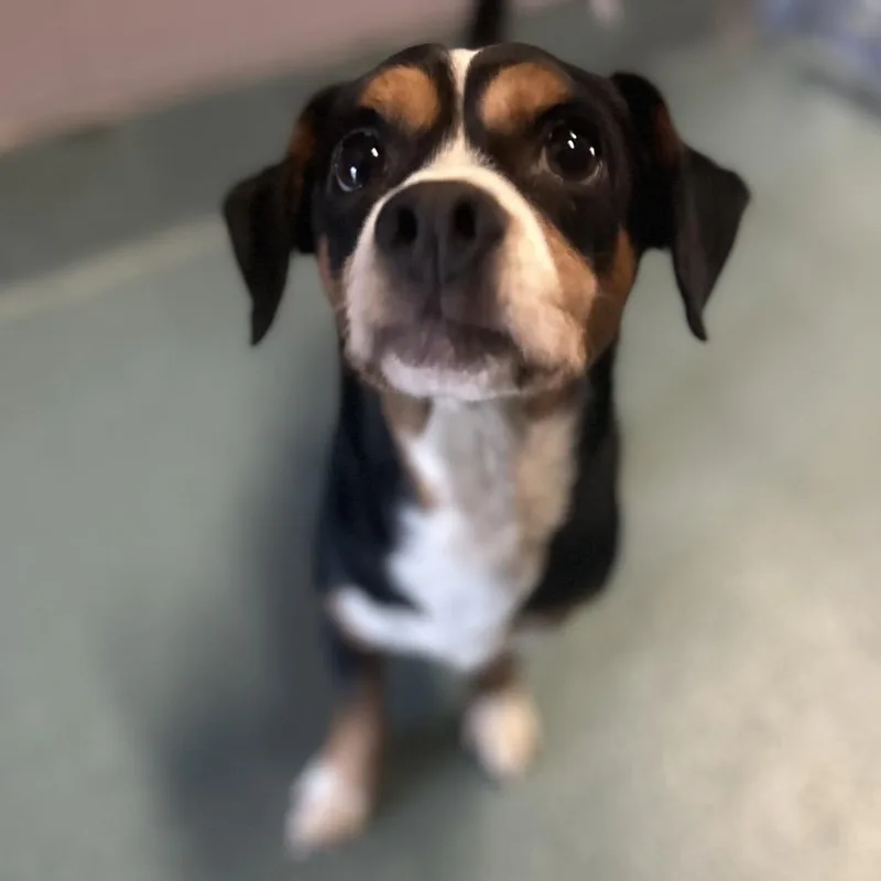 An adult small-sized male Black Beagle dog named Smokey for adoption in Austin, TX