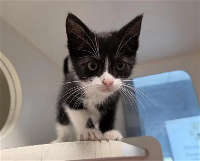 A baby small-sized male Domestic Short Hair cat named Oreo for adoption in Salinas, CA