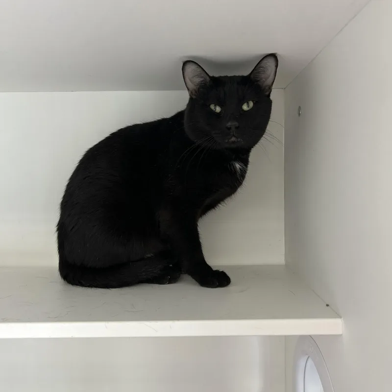 An adult medium-sized male Black Domestic Short Hair cat named Midnight for adoption in La Grange Park, IL