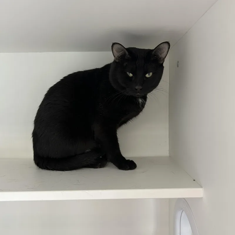 Midnight thumbnail 4