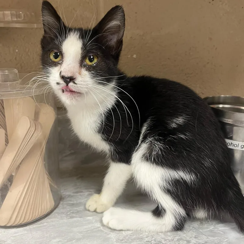 A young small-sized female Black Domestic Short Hair cat named Whitney for adoption in Lewisburg, WV