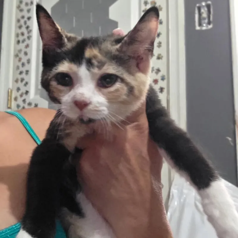 A baby small-sized female Calico Domestic Short Hair cat named Wafer for adoption in Abingdon, MD