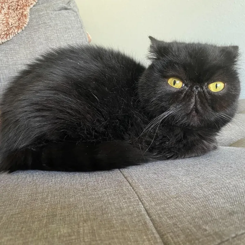 A senior medium-sized female Black Exotic Shorthair cat named Bug for adoption in Austin, TX