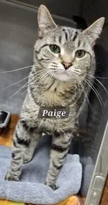 An adult medium-sized female Tabby (Brown / Chocolate) Domestic Short Hair cat named Paige for adoption in Moline, IL