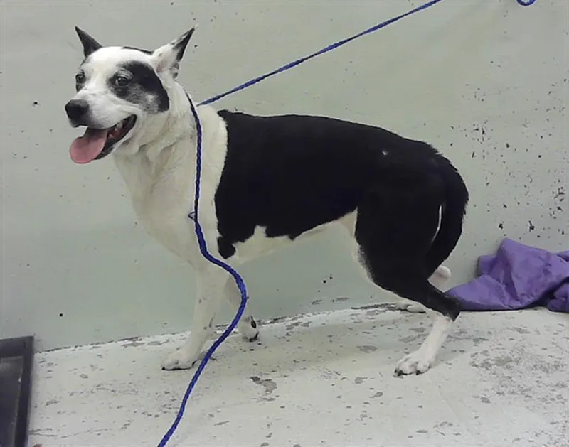 An adult medium-sized female Labrador Retriever dog named Cow for adoption in Houston, TX