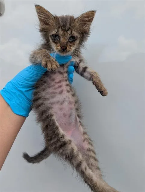A baby small-sized male Domestic Short Hair cat named Doodle for adoption in San Antonio, TX