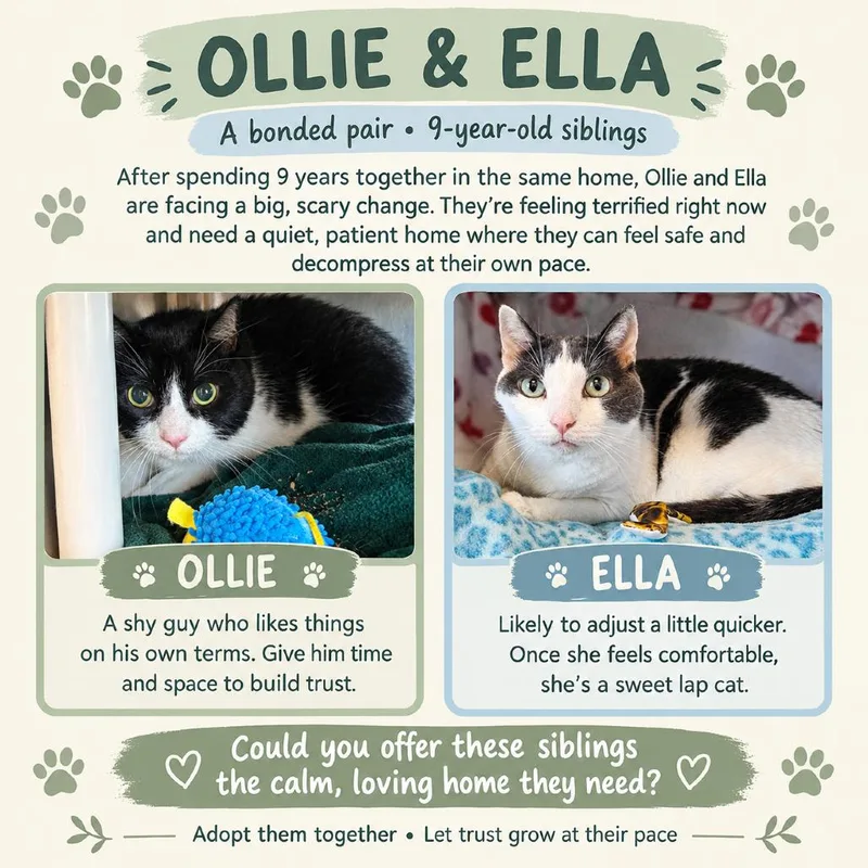 A senior extra large-sized male Black Domestic Short Hair cat named Ollie for adoption in Dover, NH