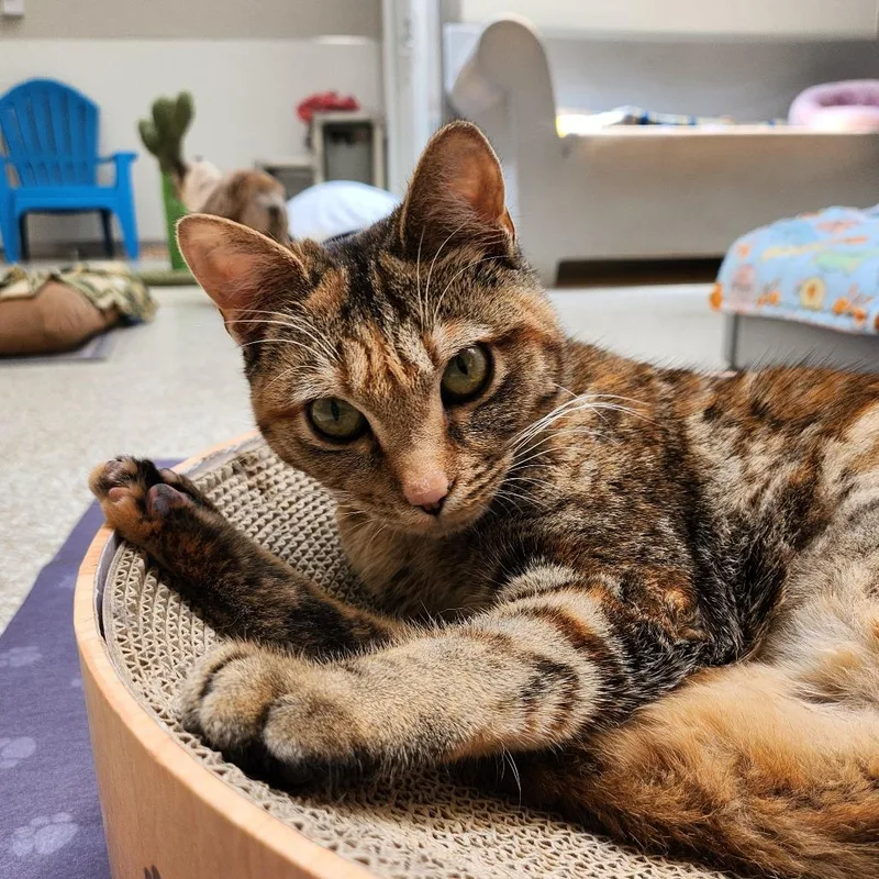 An adult medium-sized female Gray / Blue / Silver Domestic Short Hair cat named Indy for adoption in Kanab, UT