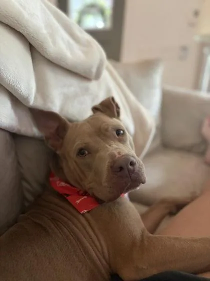 An adult medium-sized female Pit Bull Terrier dog named Leela for adoption in Atlanta, GA