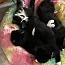 A young medium-sized male Black & White / Tuxedo Domestic Medium Hair cat named James for adoption in Riverside, RI