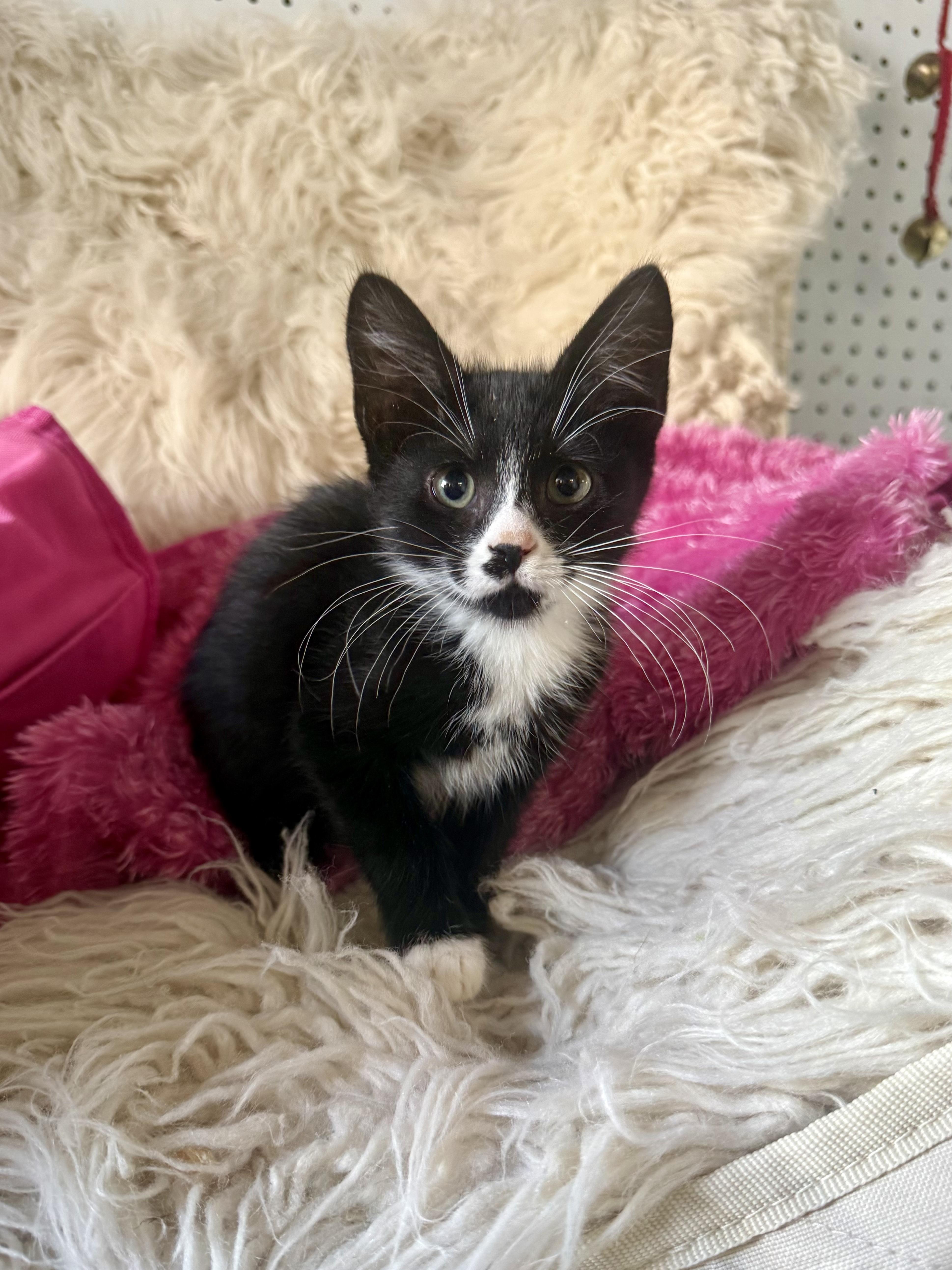 A young medium-sized male Domestic Medium Hair cat named Macchiato for adoption in Jefferson, LA