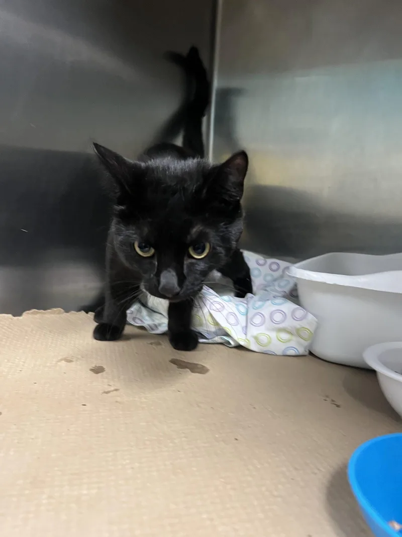 An adult medium-sized male Black Domestic Short Hair cat named Shadow Dancer for adoption in Trenton, NJ